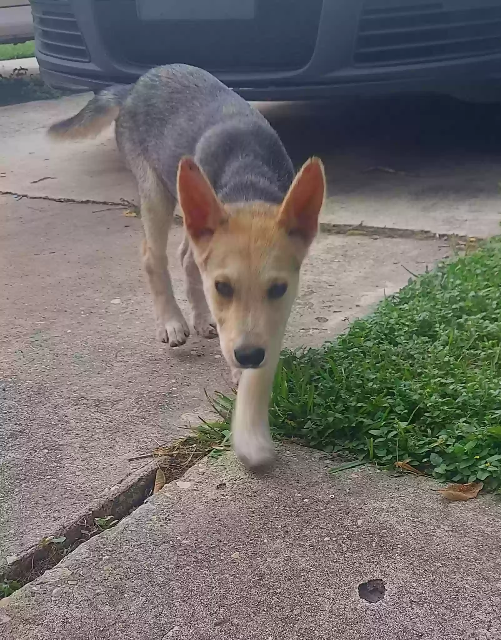 adoptable Dog in Spring,TX named Tony